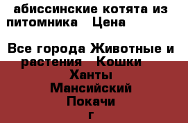 абиссинские котята из питомника › Цена ­ 15 000 - Все города Животные и растения » Кошки   . Ханты-Мансийский,Покачи г.